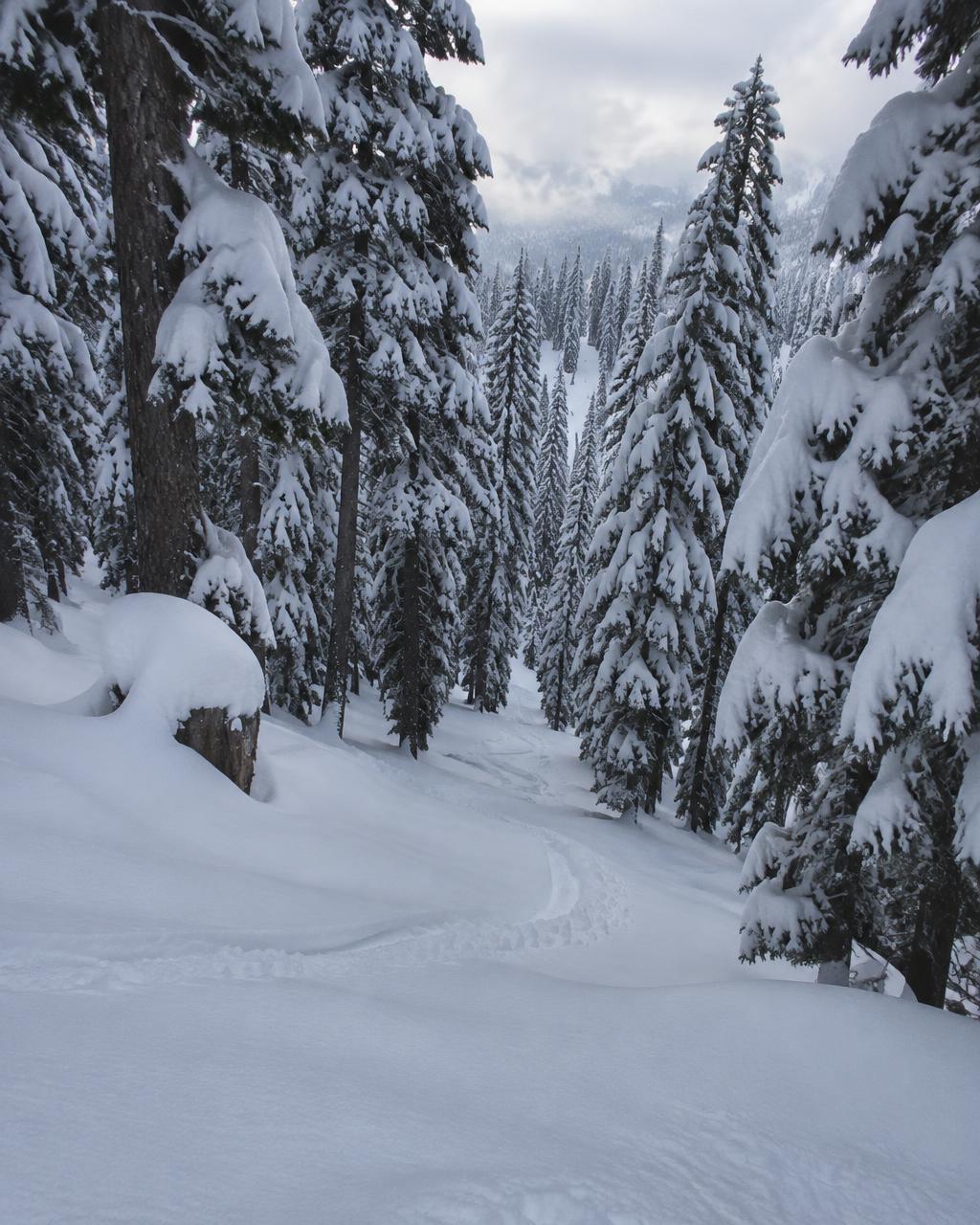 Deep midwinter snow loading fir branches along a quiet tree run