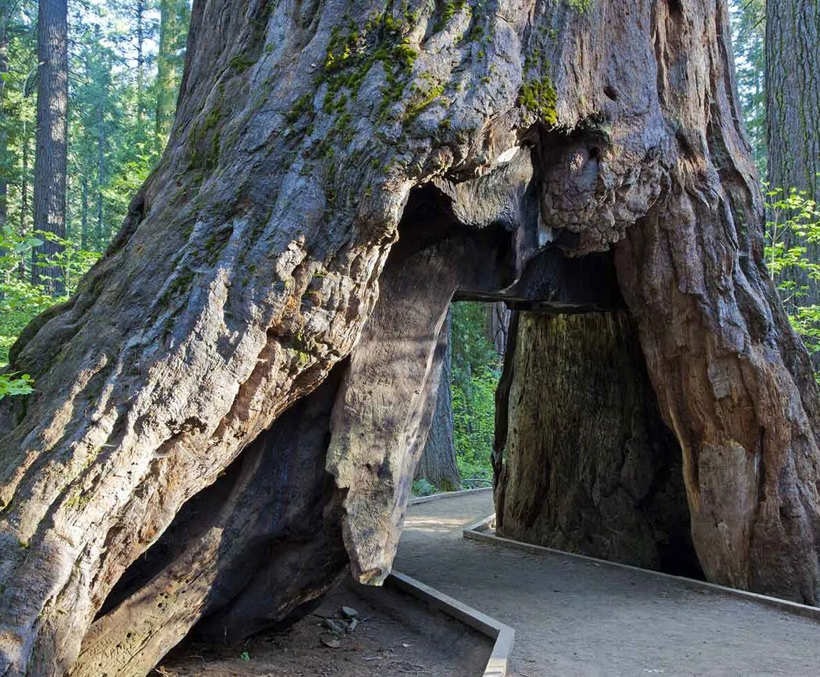 Visitor Information