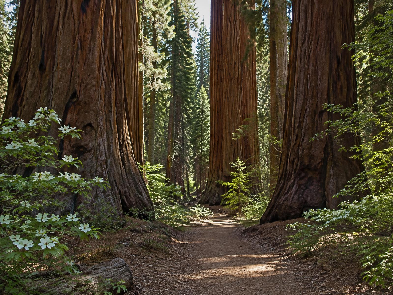 A dirt footpath winding between giant sequoia trunks in a shaded grove