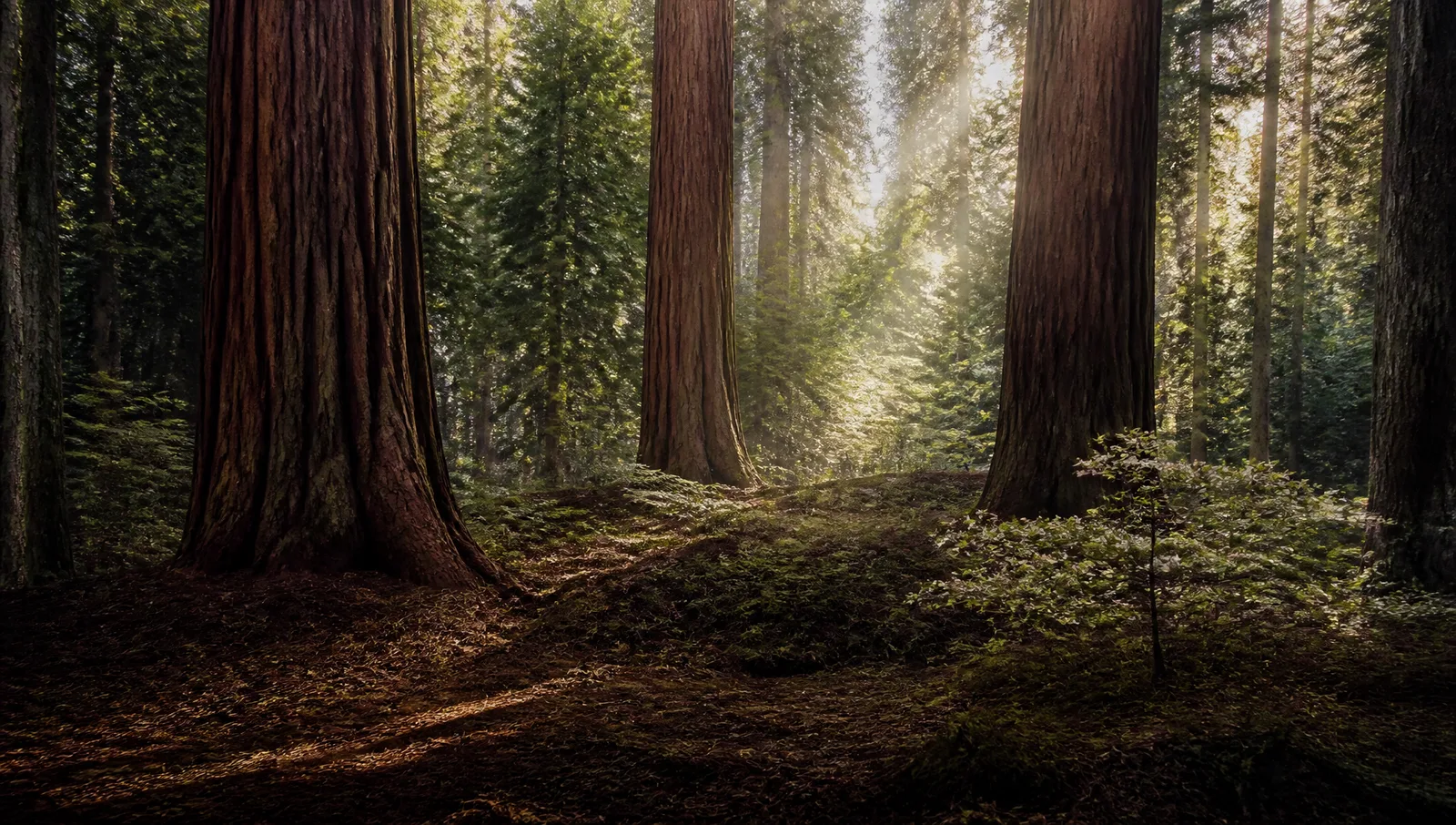 A mountain haven in the tall trees