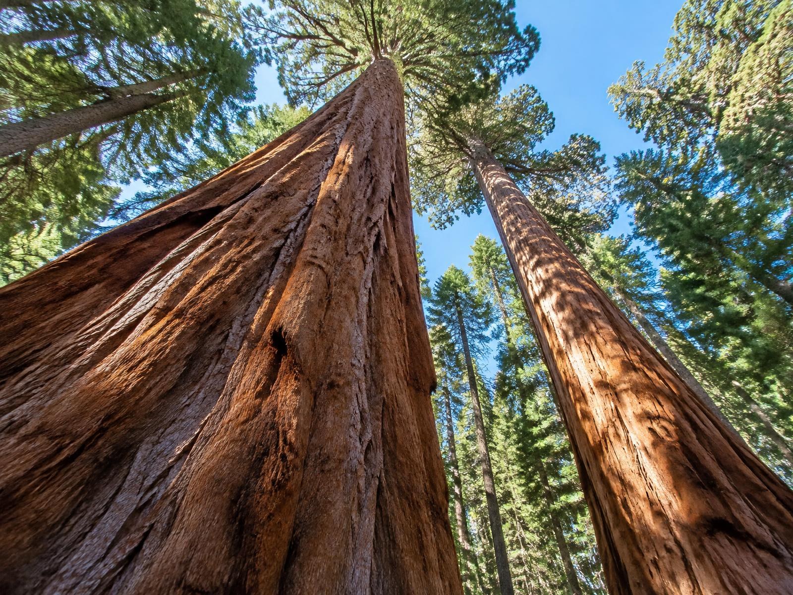 Calaveras Big Trees State Park