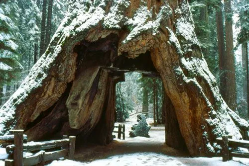 Big Trees State Park