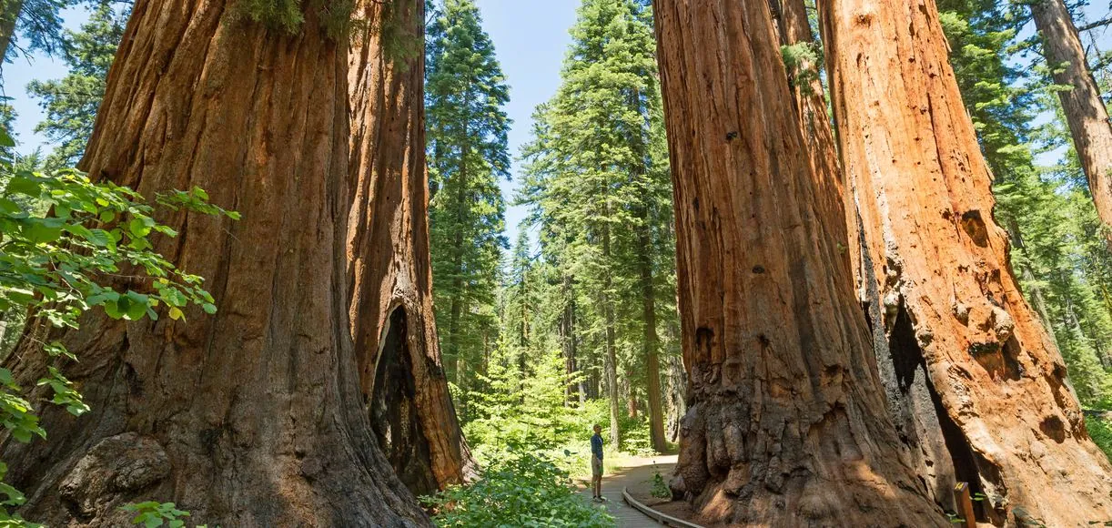 The Best Hiking Trails Near Arnold, CA