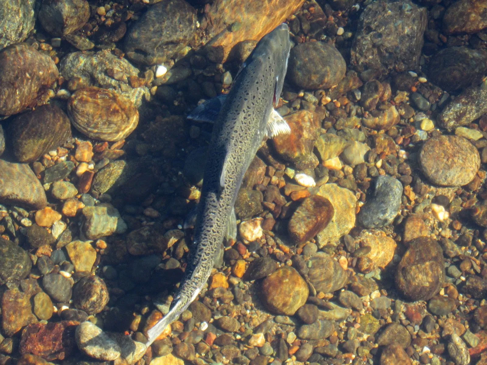 The Anglers List — second view