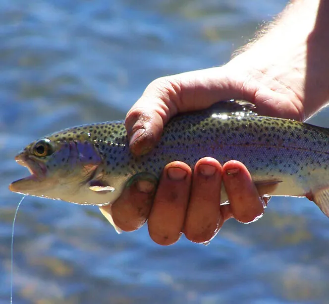 How to Get Spicer Meadow Reservoir From Arnold