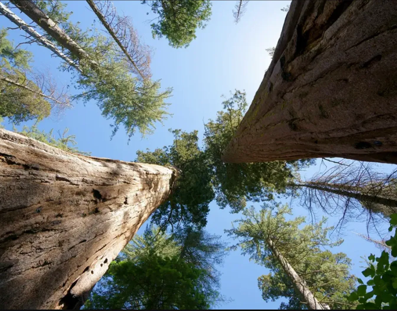 The Best Hiking Trails Near Arnold, CA